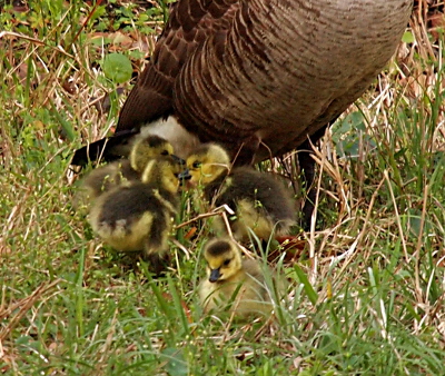 [Close-up view of the goslings standing at their parent's feet. The grass is just as high as the little ones.]